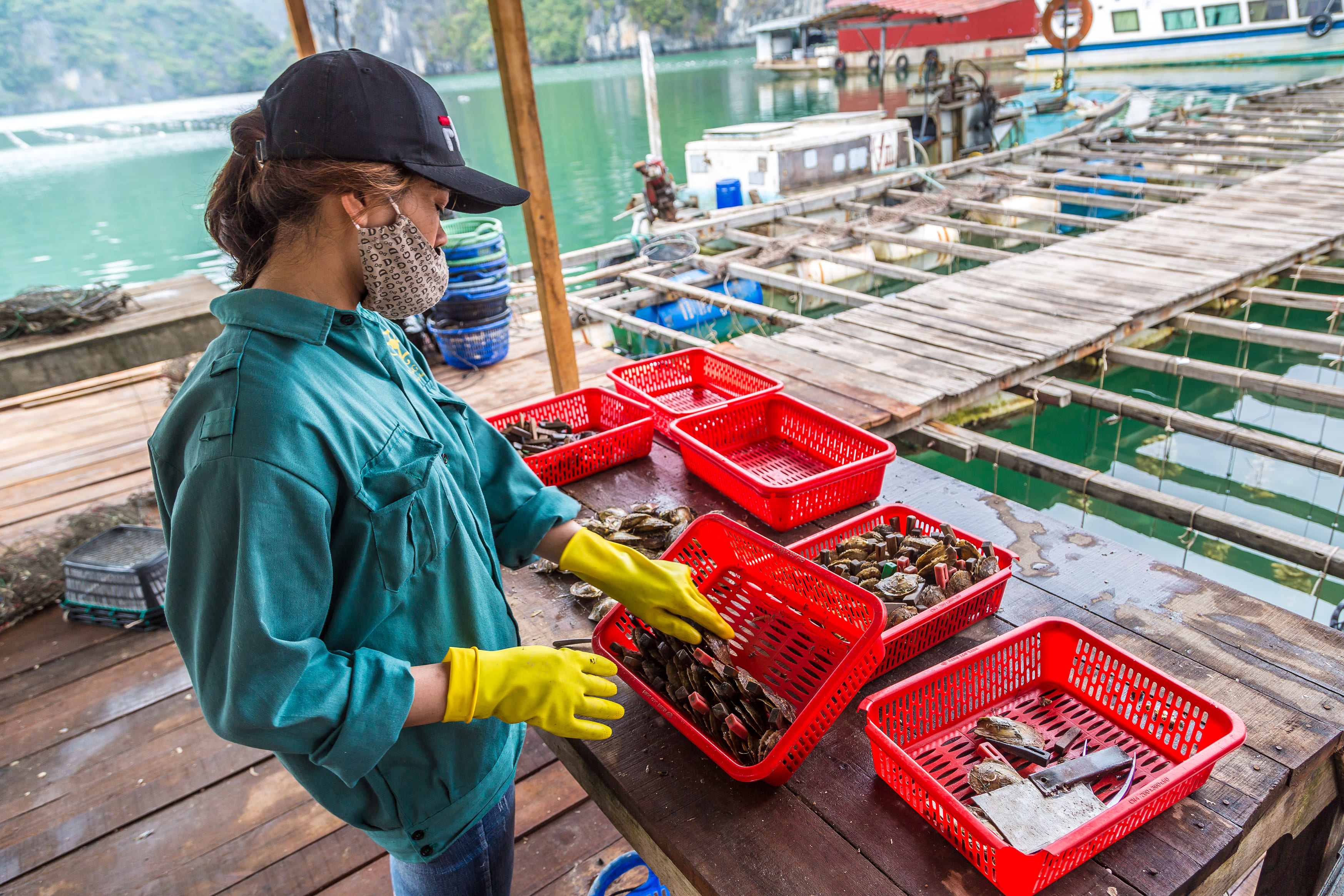 care-e-diferenta-intre-perlele-naturale-si-cele-de-cultura-articol-recoltare-perle